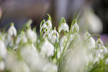 Viele Schneeglöckchen
