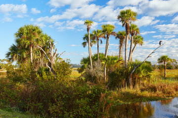 Fototapeta na wymiar View of wildlife and the natural landscape at Orlando Wetlands Park in Orange County, Florida