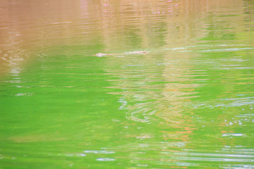 Crocodiles have acute senses that them eyes, ears and nostrils are located on top of the head, allowing the crocodile to lie low in the water, almost totally submerged and hidden from prey.