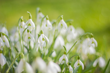 Schneegl&ouml;ckchen in der Fr&uuml;hlingssonne