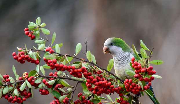 Parakeet,feeding on wild fruits, La Pampa, Patagonia, Argentina