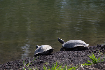 Two turtles overlooking pond