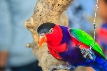 Leg chained black-capped lory parrot that look so sad and agonize. Black-capped (Lorius lory) also...