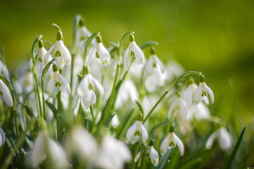 Schneegl&ouml;ckchen in der Fr&uuml;hlingssonne