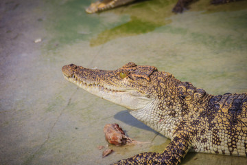 Scary crocodile is eating fresh meat in the farm. Crocodile farming for breeding and raising of crocodilians in order to produce crocodile and alligator meat, leather, and other goods.