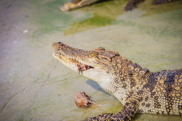 Scary crocodile is eating fresh meat in the farm. Crocodile farming for breeding and raising of crocodilians in order to produce crocodile and alligator meat, leather, and other goods.