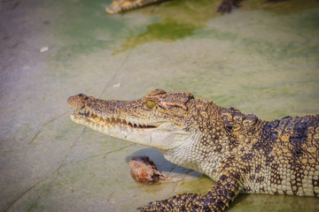Scary crocodile is eating fresh meat in the farm. Crocodile farming for breeding and raising of crocodilians in order to produce crocodile and alligator meat, leather, and other goods.