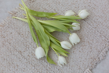 white Tulip. tulips on a white background. white flower. March 8. spring flowers