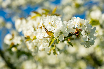 White Cherry Blossom