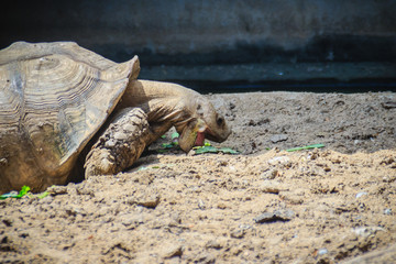 Giant African spurred tortoise (Centrochelys sulcata) is eating food, also called the sulcata tortoise. It is a species of tortoise, which inhabits the southern edge of the Sahara desert, in Africa.