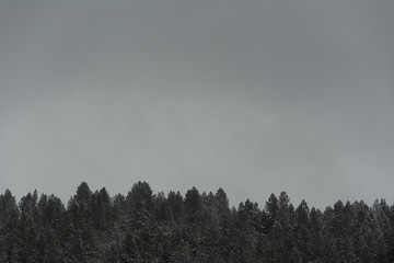 pine treesborder in the mountains in the winter