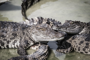 Fototapeta premium Scary crocodile is eating fresh meat in the farm. Crocodile farming for breeding and raising of crocodilians in order to produce crocodile and alligator meat, leather, and other goods.