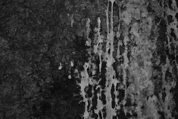 Wildernes Woods Countryside Nature Detail of a Tree Bark