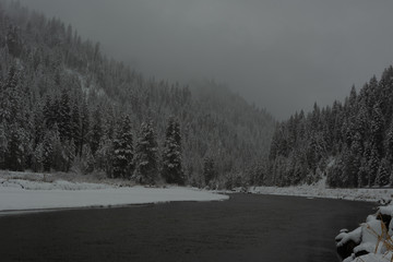 river flowing through a pine tree forest in winter