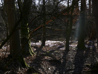 Obraz premium wald, baum, baum, natur, herbst, landschaft, holz, holz, green, wasser, park, bach, licht, ausserhalb, fall, bahn, 