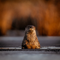otter swiming in a marsh