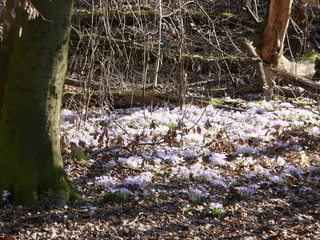 Krokus, Krokusse, Crocus vernus, crocus, Krokusblüte, Krokusse im Wald, Blütenmeer, Blütenteppich, Frühling, Frühjahr, Frühjahrsblüher, Ende des Winter, erste Sonnenstrahlen, Pflanzen