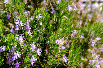 Obraz premium Rose Mary flowers in Algarve, portugal at Spring time.