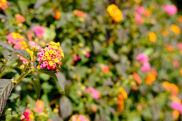 Flowers in Algarve, portugal at Spring time.