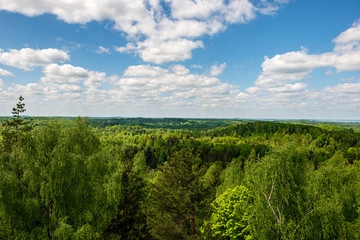 endless forests green foliage in summer