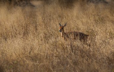 Male Steenbok,Raphicerus campestris, South Africa