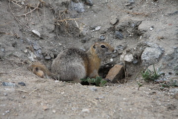 baikal gopher