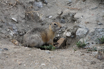 baikal gopher