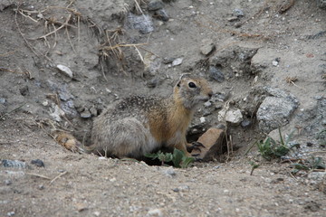 baikal gopher