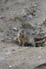 baikal gopher