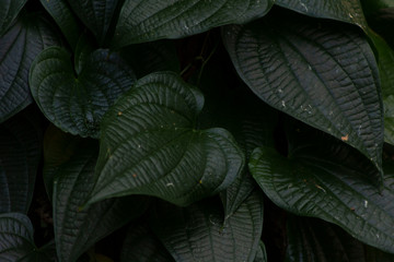 Obraz premium large green leaves