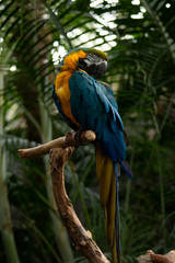 blue and yellow macaw