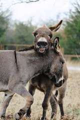 Funny mini donkey brothers on farm playing in pasture.