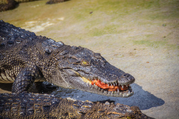 Scary crocodile is eating fresh meat in the farm. Crocodile farming for breeding and raising of crocodilians in order to produce crocodile and alligator meat, leather, and other goods.