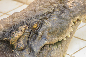 Naklejka premium Sharp fangs and scary crocodile that waits for the prey. Dreadful crocodile with a toothy grin to attack the prey.