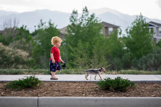 Side View Of Cute Baby Boy Walking With Puppy On Footpath In Park