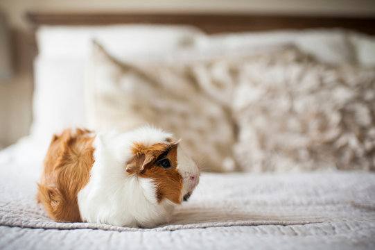 Close-up of guinea pig on bed at home