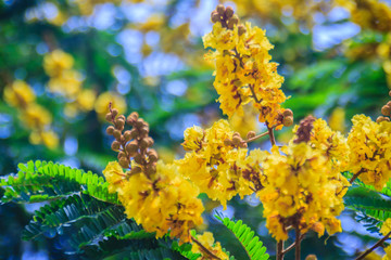 Beautiful yellow Peltophorum pterocarpum flowers on tree, commonly known as copperpod, flamboyant, flametree, yellow poinciana or yellow-flame.
