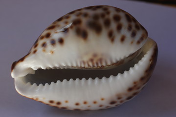 sea shell