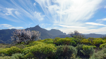 Fototapeta na wymiar Blossoming almond tree, bushes and Roque Nublo in the background