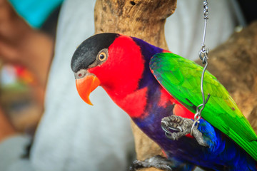 Leg chained black-capped lory parrot that look so sad and agonize. Black-capped (Lorius lory) also known as western black-capped lory or the tricolored lory, is a parrot found in New Guinea.