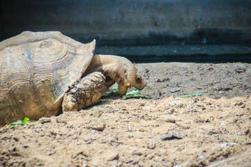 Giant African spurred tortoise (Centrochelys sulcata) is eating food, also called the sulcata tortoise. It is a species of tortoise, which inhabits the southern edge of the Sahara desert, in Africa.