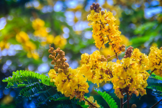 Beautiful yellow Peltophorum pterocarpum flowers on tree, commonly known as copperpod, flamboyant, flametree, yellow poinciana or yellow-flame.