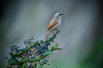 Bay winged Cowbird