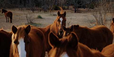 Naklejka premium Group of horses in pasture with wind blowing mane.