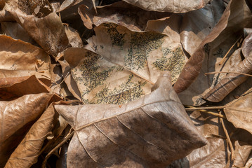 Many close-up shots of Bodhi leaf that fall on the floor