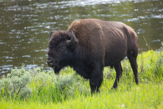 Side view of American Bison standing on grassy landscape in Yellowstone National Park