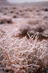 morning snowfall flakes cling to stems of dry desert plants in Eastern Sierra Nevada mountain valley winter landscape in California