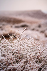 morning snowfall flakes cling to stems of dry desert plants in Eastern Sierra Nevada mountain valley winter landscape in California