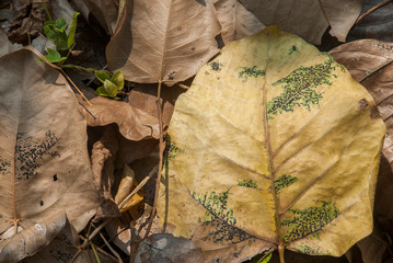 Many close-up shots of Bodhi leaf that fall on the floor