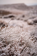 morning snowfall flakes cling to stems of dry desert plants in Eastern Sierra Nevada mountain valley winter landscape in California